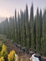 سرو ايطالي 3م