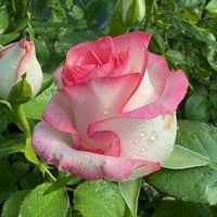 ورد جوري هولندي دبل كلر نادر