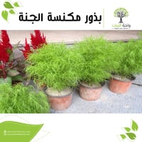 بذور مكنسة الجنة