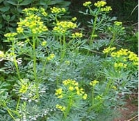 بذور عشبة الحزا البرية