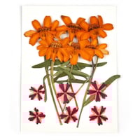 ورد مجفف مجموعة لون برتقالي رقم 14