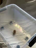 بيت الهامستر