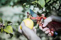 مقص لتقليم افرع الاشجار أسباني Bellota موديل 23505