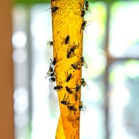 اشرطة لاصقة FLY RIBBON للحشرات الطائرة (4 اشرطة لا...