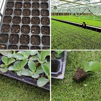 صينية تشتيل بلاستيكية 72 عين