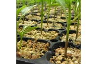 صينية تشتيل بلاستيكية 72 عين