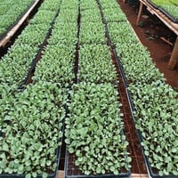 صينية تشتيل بلاستيكية 105 عين