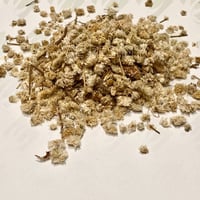 زهور عشبة رجل الاسد