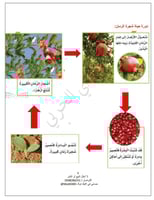 بكج التوفير للصف الثاني الابتدائي - الفصل الدراسي...