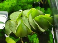 نبتة سالفينيا عملاقة – Giant Salvinia