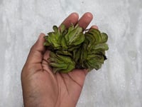نبتة سالفينيا عملاقة – Giant Salvinia