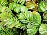 نبتة سالفينيا عملاقة – Giant Salvinia