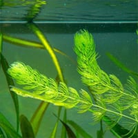 نبتة هورنورت - Hornwort