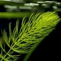 نبتة هورنورت - Hornwort