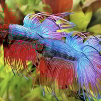 محسن الماء Sera Betta Aquatan – للعناية المثالية ب...