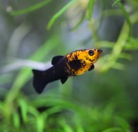 سمكة مولي أسود ذهبي – Gold Black Molly