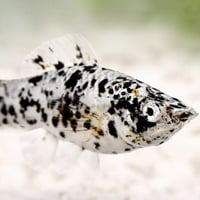 سمكة مولي دلماسي – Dalmatian Molly