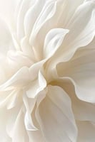 زيت عطري ويسبر