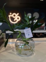 حوض سمك فايتر مع اعواد البامبو( يمكن تغير التنسيق)