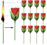 الوردة السحرية