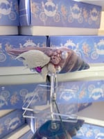 الملون  - طول ١٥ سم