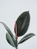 فيكس مطاط اخضر (Ficus Robusta)