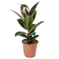 فيكس مطاط اخضر (Ficus Robusta)