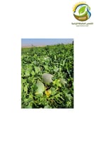 بذور شمام ميلان هجين