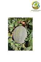 بذور شمام ميلان هجين