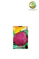 بذور قرنبيط صقلية البنفسجي