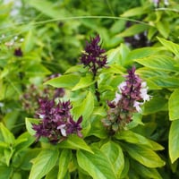 دهن الريحان الطبيعي