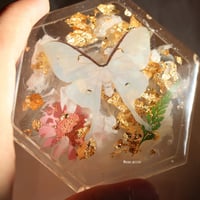 white moth box علبه