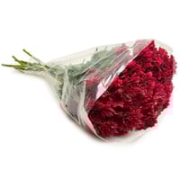 كريز احمر 10 اغصان