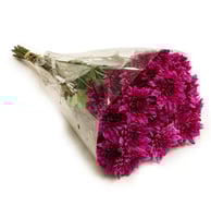 كريز موف غامق 10 اغصان