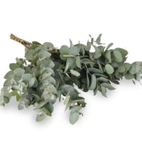 كيليبتوس 10 اغصان