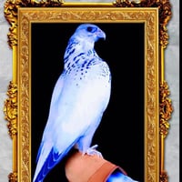 صقر العروبه