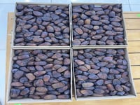 ونانة رطب فاخرة