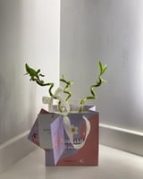 فازة ساق البامبو