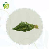 شبت طازج - حبة