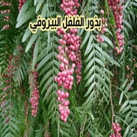 بذور الفلفل البيروفي