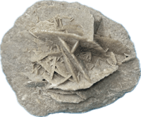 وردة الرمال