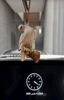 تعليقه الصقر