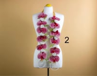 عقد التخرج بلاسم