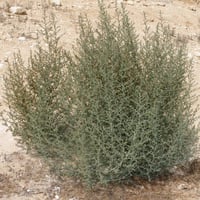بذور البعيثران ( عطري )