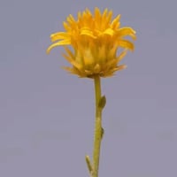 بذور العرفج