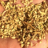 بذور العاذر