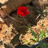 بذور الديدحان - شقائق النعمان