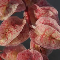 بذور الحميض