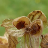 بذور الإرقه