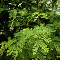 بذور الصمغ العربي